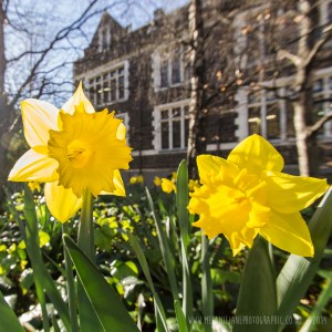 Melanie Middlemiss - Spring flowers on campus