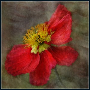 2014 Champion Projected Image: Popping Poppy - Susie Hare, Karaka