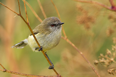 M0577 – Nature – Grey warbler portrait
