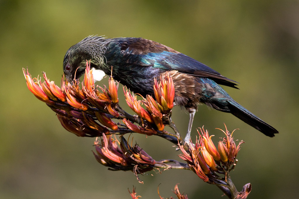 536_Tui,_Botanic_Garden5_Paul_Sorrell