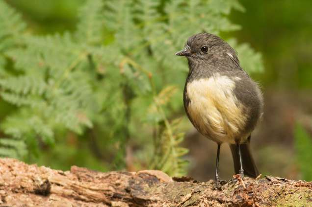 Robin