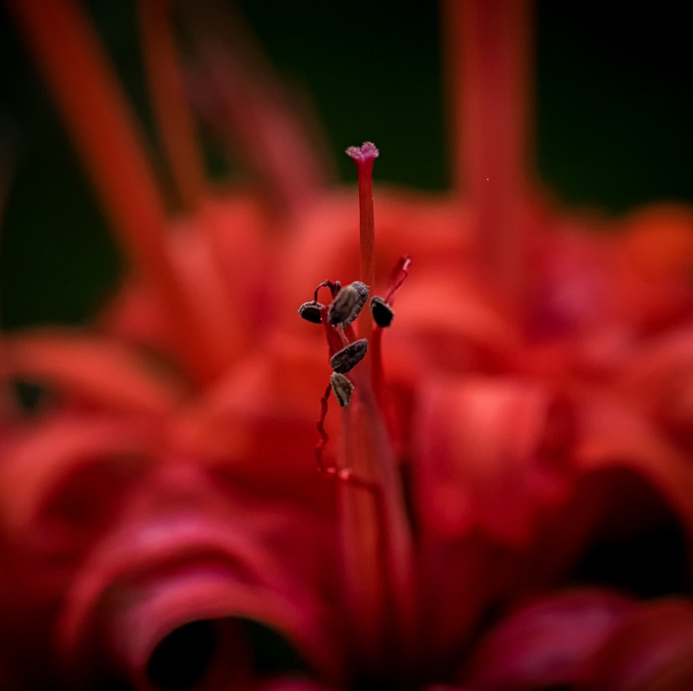 3rd Place Noelle Bennett_Simply red (with apologies to Mick Hucknall!)