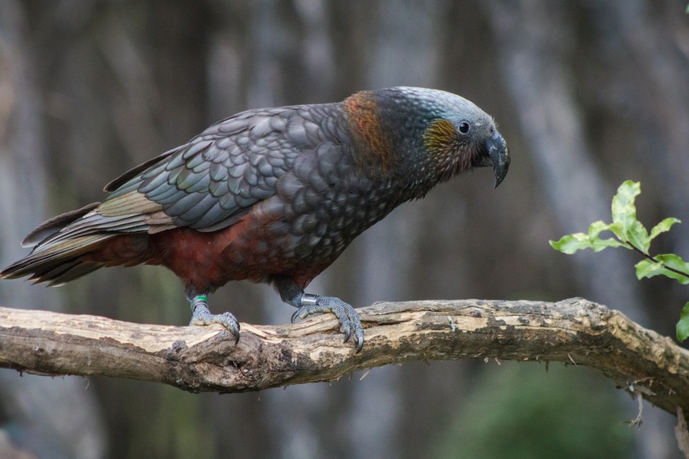 Kaka at Orakanui Sanctuary