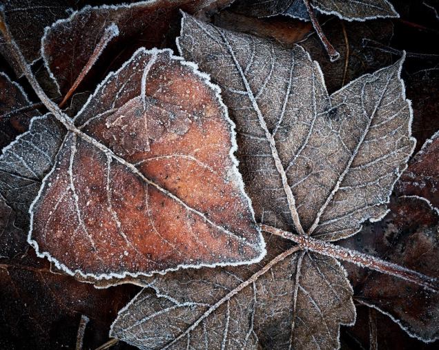 Late Autumn Colours by Glenn Symon