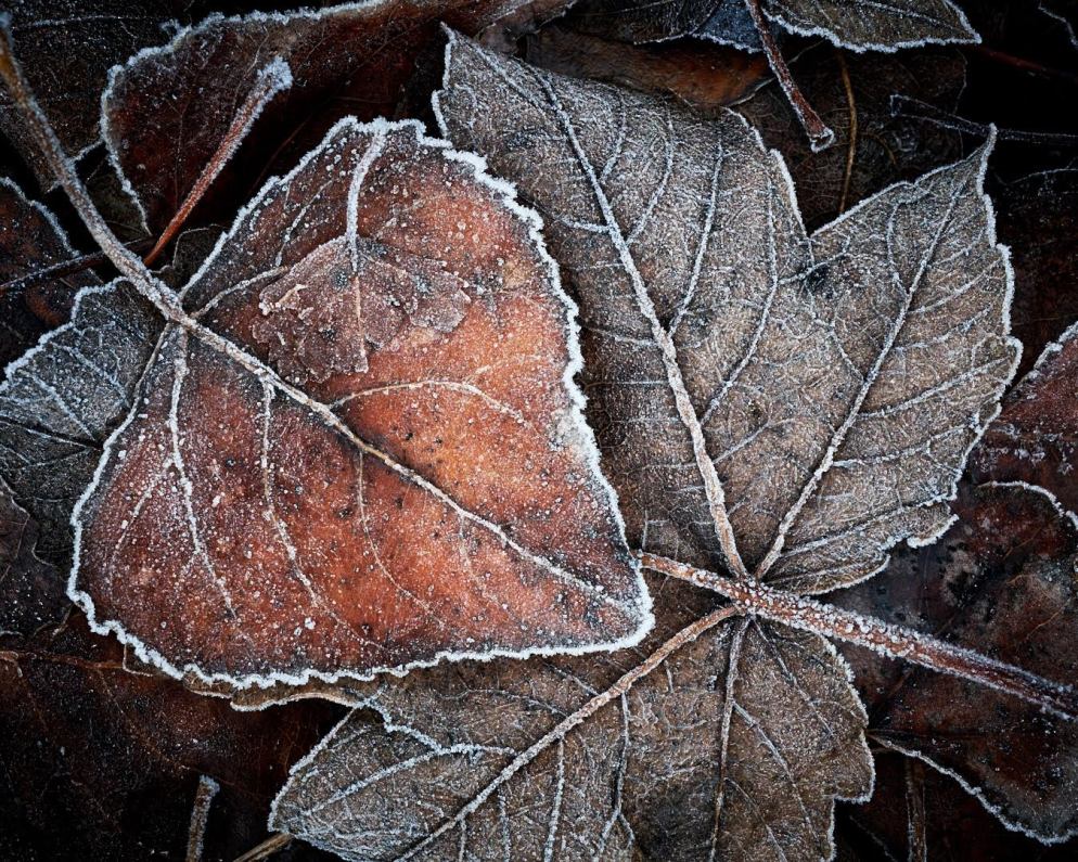 Late Autumn Colours by Glenn Symon