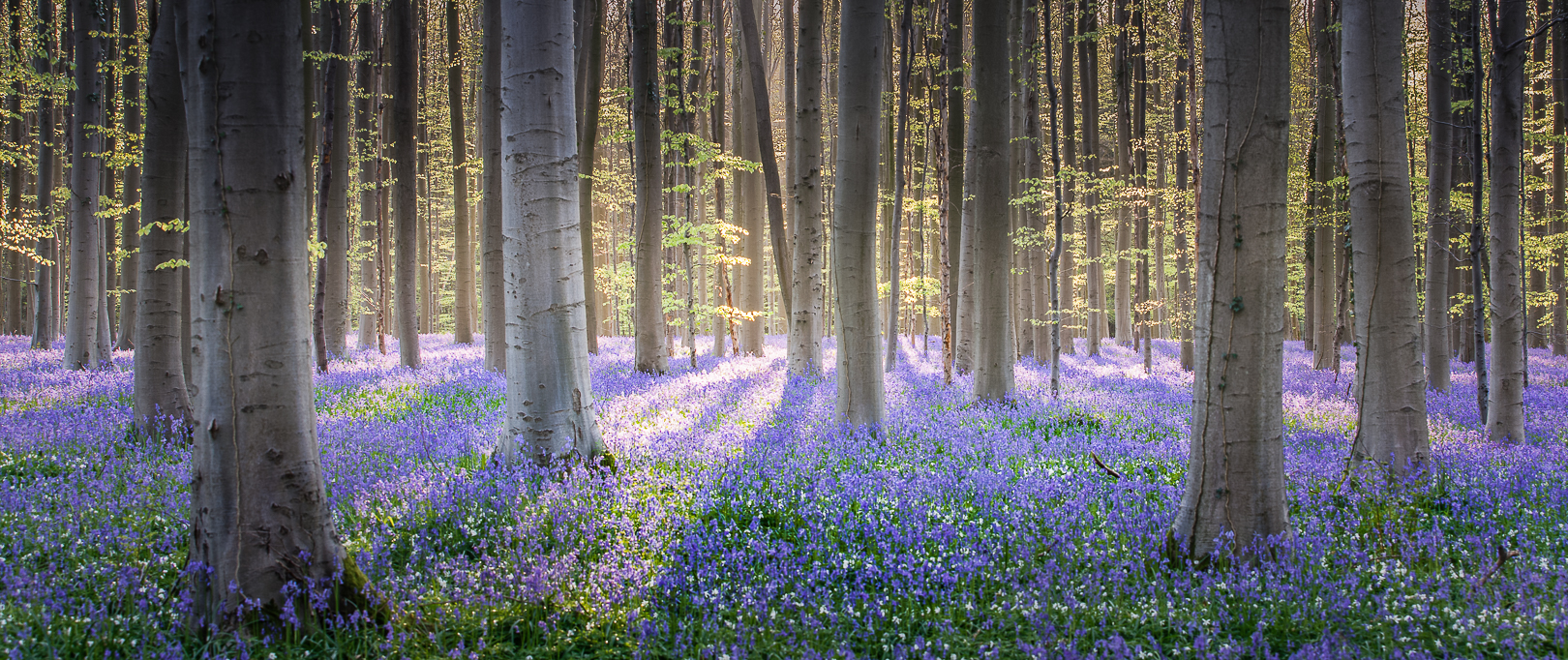 Spring displays his ribbon blue