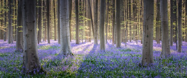 Spring displays his ribbon blue