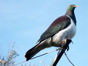 1.kereru