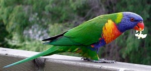 3.rainbow lorikeet