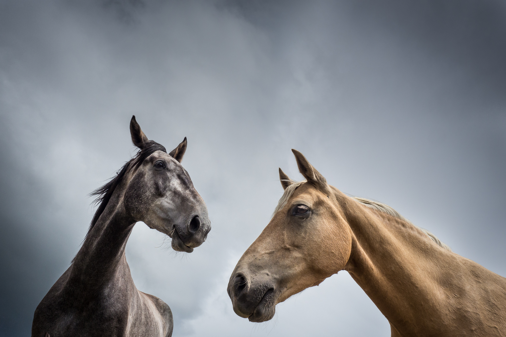 Horsing Around, Melanie Middlemiss