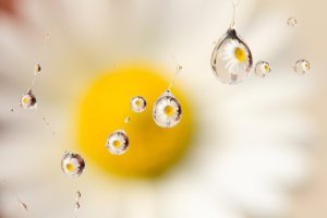 Flower refraction by Murray McCulloch